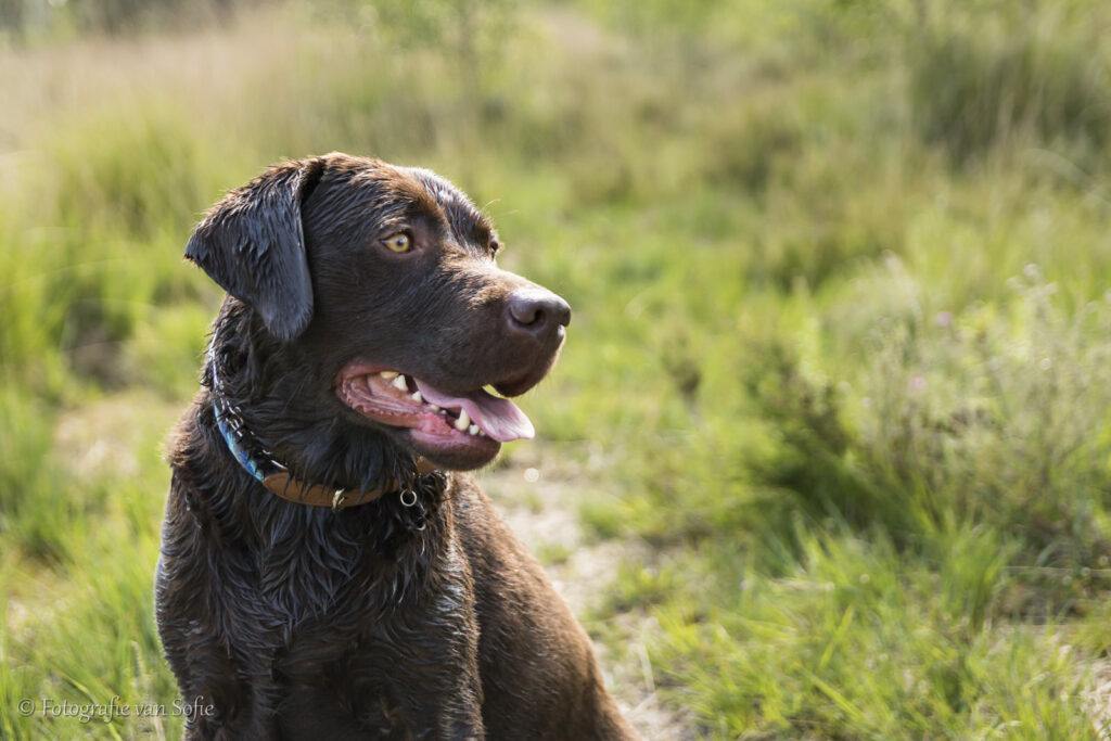 Portret labrador